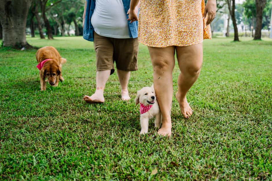 A family walking a dog across grass.